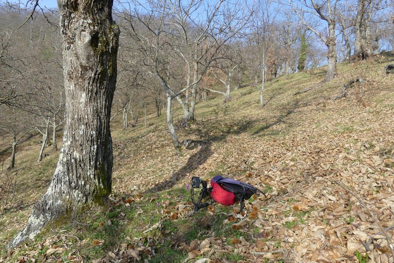 Dactylorhiza romana e prime fioriture tra Lazio e Campania - marzo 2023.